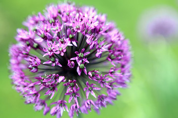 Obraz premium Zierlauch - Star of Persia - Allium christophii