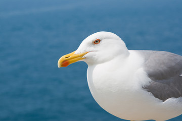 The courious gull