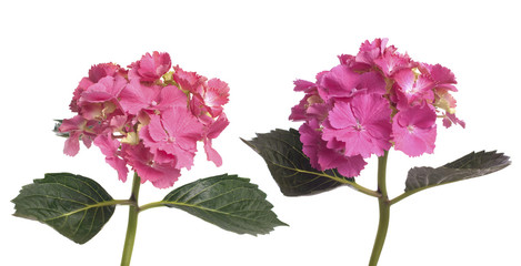 Fototapeta premium Lacecap Hydrangea (macrophylla normalis)