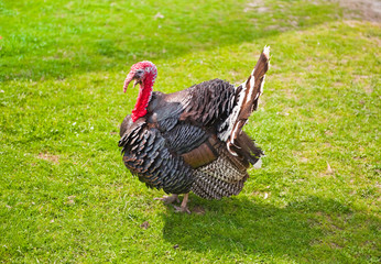 turkey cock on green grass, strutting and shouting