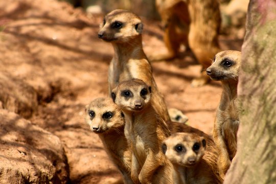 Erdm&auml;nnchen