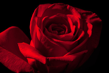Close up of red rose with dramatic lighting isolated on black background