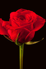 Beautiful red rose with dramatic lighting on black background