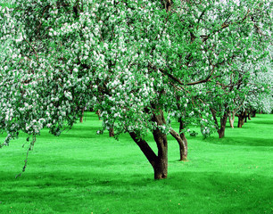 blooming apple trees garden in spring