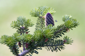 frischer zapfen an tannenbaum © UbjsP