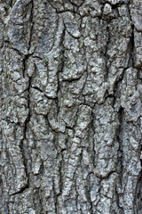 Tree bark close-up shot