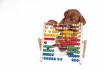 Puppy with Abacus
