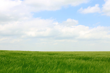 Fototapeta na wymiar pole kukurydzy i pochmurne niebo