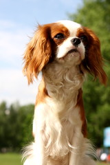 Cavalier king charles spaniel