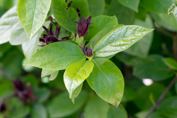 Gewürzstrauch (Calycanthus floridus)