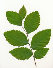 Beech Tree Leaves