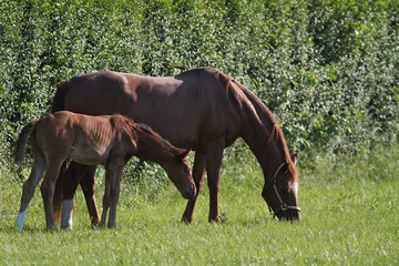 Fototapeta premium PULEDRO 66