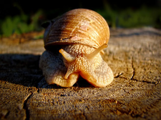 snail