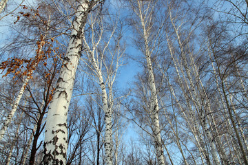 tops of bare birch trees