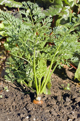 Obraz premium Carrot in the ground