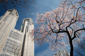 Foto op Plexiglas Cherry Tokyo Lente © jgl7188