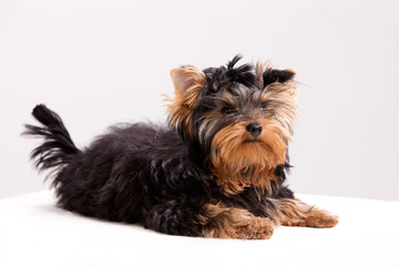 Little Yorkshire Terrier