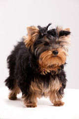 Little Yorkshire Terrier