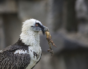 Bearded Vulture take a meat