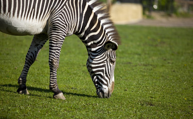 Fototapeta na wymiar Zebra walk on grass