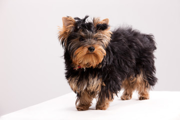 Little Yorkshire Terrier