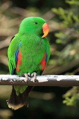 perroquet grand éclectus