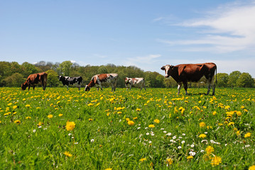K&uuml;he auf einer Weide
