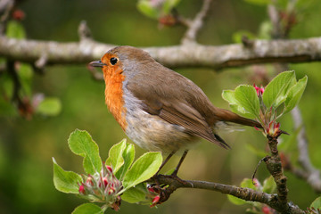 robin