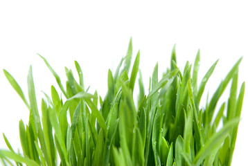 Fototapeta na wymiar zielona trawa na białym