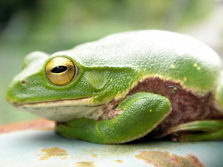 モリアオガエル