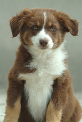 AUSTRALIAN SHEPHERD