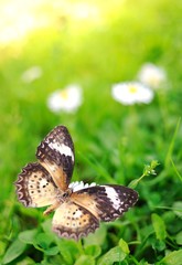 Beautiful butterfly on a flower