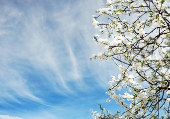 Beautiful spring tree flowers over blue sky