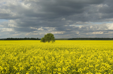 Fototapeta premium Tree on the field of canola.