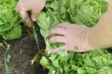 Salaternte - Cutting salad