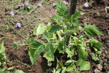 Tomatenpflanzen - Tomato plants