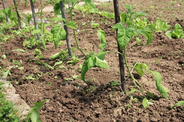 Tomatenpflanzen - Tomatoe plants