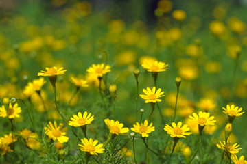 little yellow flowers  in green