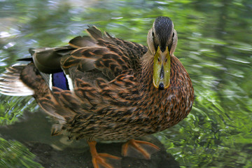 Obraz premium anatra