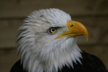 eagle