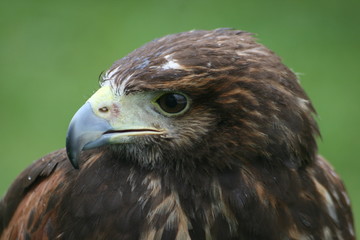 hawk