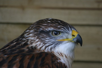 falcon