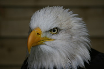 eagle