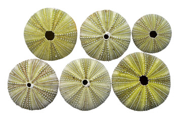 Skeletons of sea-urchins 3