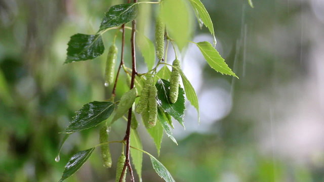 birch tree leaves close-up under rain