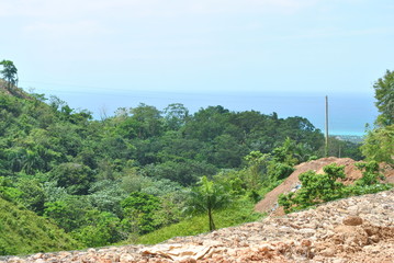 Forest and beach