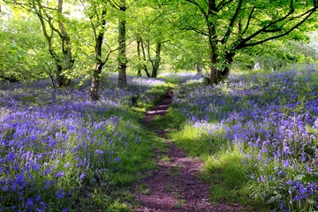 Foto op Plexiglas Bestsellers Landschappen Bos met blauwe bellen