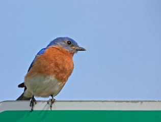 Eastern Bluebird, Sialia sialis