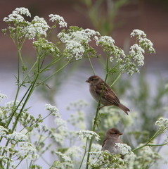 juvenile house sparrows