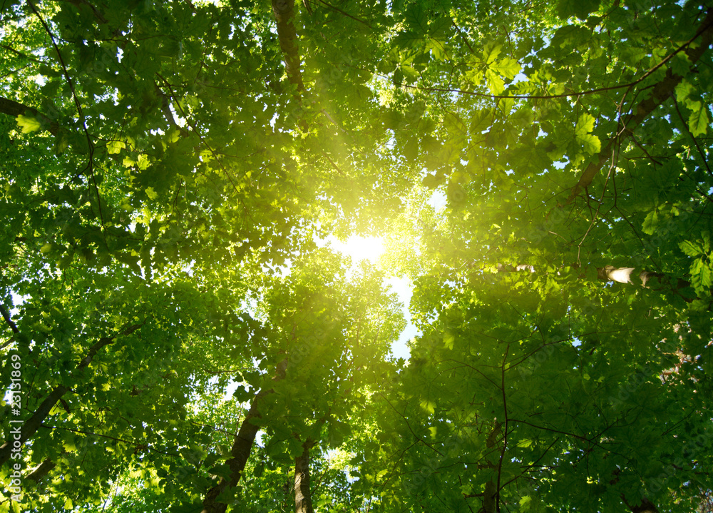 Poster sun in deep forest background